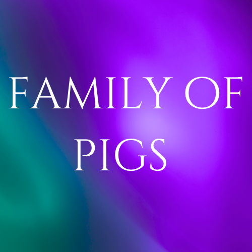 Family Of Pigs